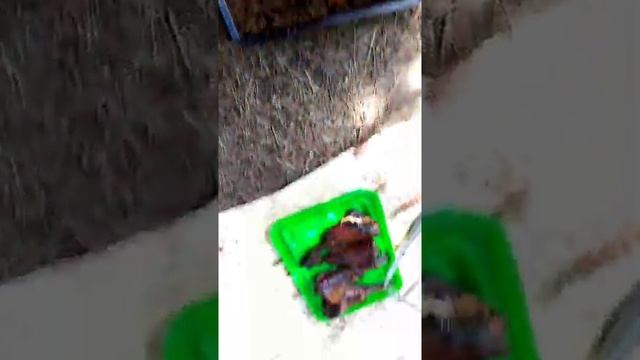 Коптим на природе!!! смотреть онлайн