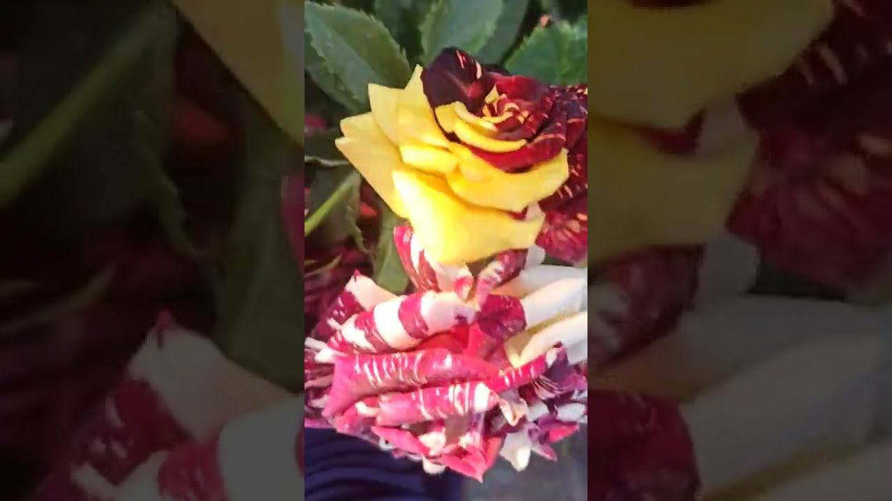 розы Саженцы от rosebushes.ru смотреть онлайн