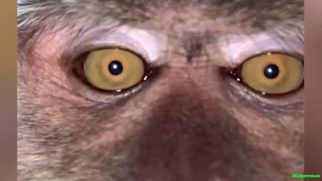 Обезьяна украла телефон у студента! смотреть онлайн