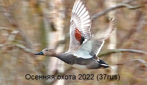 Охота на утку 2022. Охота с подхода осенью смотреть онлайн