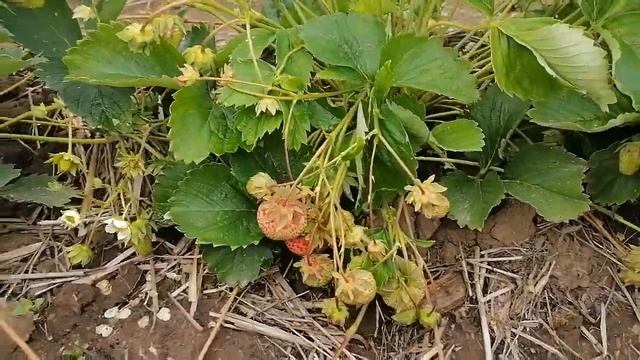 клубника Гигантелла Максим. Трубадур. . смотреть онлайн