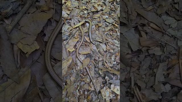 Сочинская живность. Медянка на тропе. смотреть онлайн