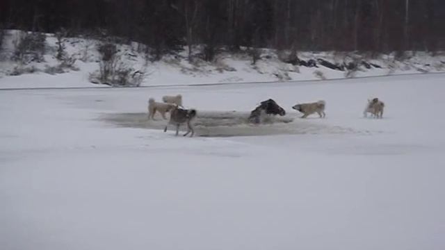 Лось в весеннем "капкане" смотреть онлайн