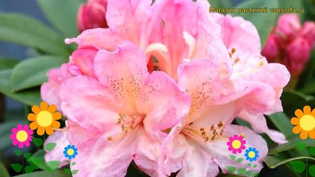 Рододендрон гибридный Дельта. Краткий обзор, описание характеристик rhododendron Delta смотреть онлайн