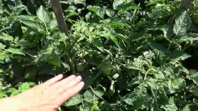 Обзор Томатных Гномов на улице в начале июля. Какие Гномы созреют в первую очередь? смотреть онлайн