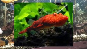 самые редкие аквариумные рыбки