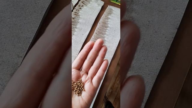 Сеем микрозелень в скрутку смотреть онлайн