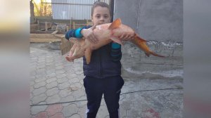 Поймали Сазана на Ловушку Рыбалка в Дагестане