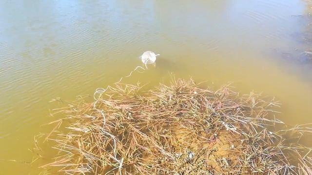 Рыбалка на самодельную ловушку для рыбы смотреть онлайн