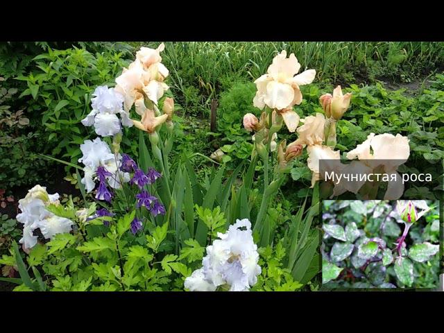 Розы. Дожди - что делать с розами. смотреть онлайн