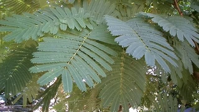 SAMSUNG DV150F test video № 1 (Only 720) смотреть онлайн