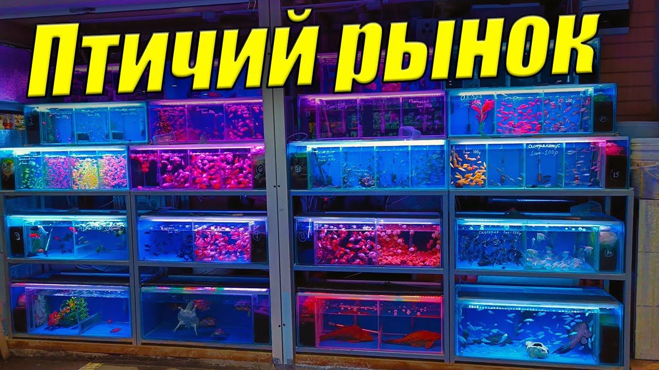 Птичий рынок Садовод. Мир Аквариумных рыбок и Растений. смотреть онлайн
