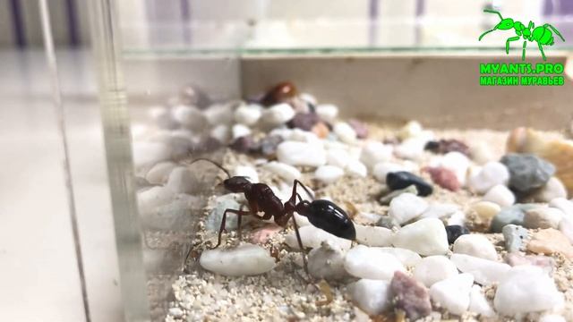 Развитие Мирмеции (Myrmecia Forficata)