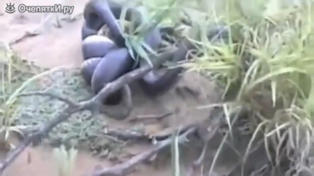 НАПАДЕНИЯ КОРОЛЕВСКОЙ КОБРЫ НА ДРУГИХ ЖИВОТНЫХ!!! ЖЕСТЬ смотреть онлайн