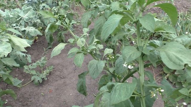 ЭКЗОТИКА на огороде ..все только полезное? смотреть онлайн