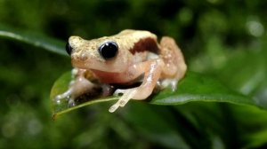 Жаба  - интересные факты