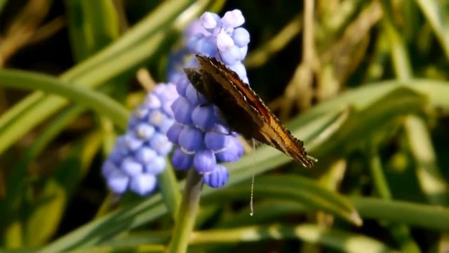 Mariposa Ortiguera (Aglais urticae) en Múscari botryoides Ƹ̵̡Ӝ̵̨̄Ʒ смотреть онлайн