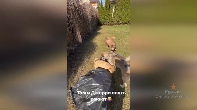 У Ольги Орловой собака и кошка как Том и Джери! смотреть онлайн