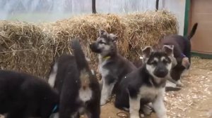 Щенки ВЕО питомника "Веолар" помет-"М"(Дэя-Марс) 2 мес