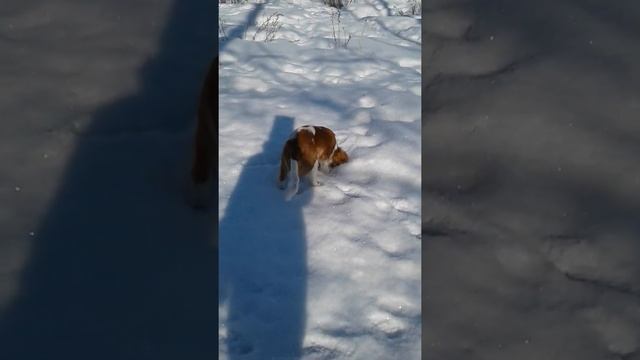 Прогулка с моим мокроносом смотреть онлайн