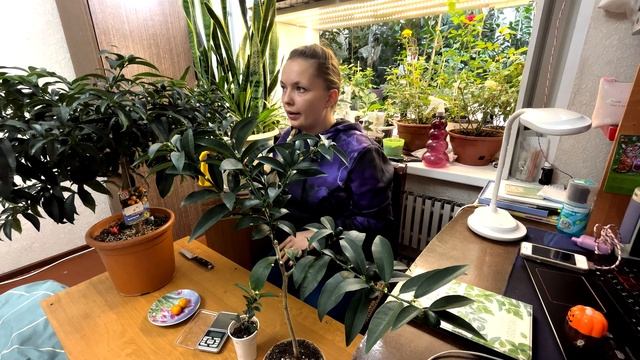 Кумкват Тондо смотреть онлайн