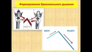 Пропедевтика внутренних болезней. АУСКУЛЬТАЦИЯ ЛЁГКИХ