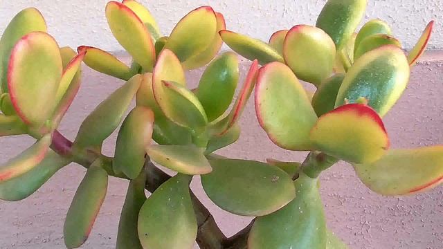 МОЯ КОЛЛЕКЦИЯ ДЕНЕЖНЫХ ДЕРЕВЬЕВ В ФОТОГРАФИЯХ 2020 Г. смотреть онлайн