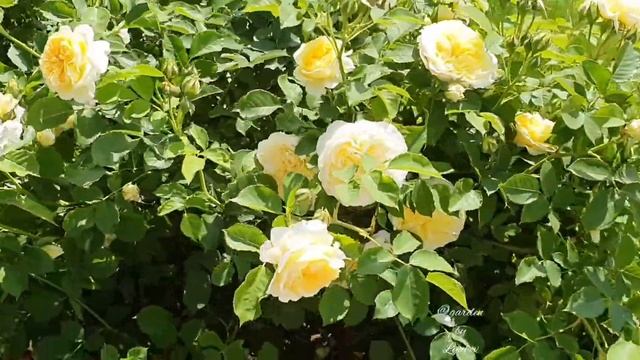 Роза Дэвида Остина Зе Пилгрим / Rose The Pilgrim смотреть онлайн