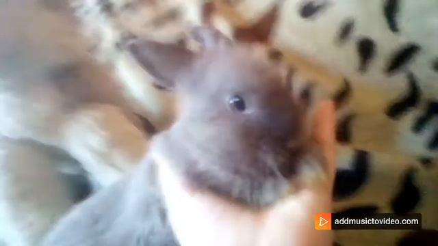Декоративный крольчонок мальчик 2 месяца , продажа Москва смотреть онлайн
