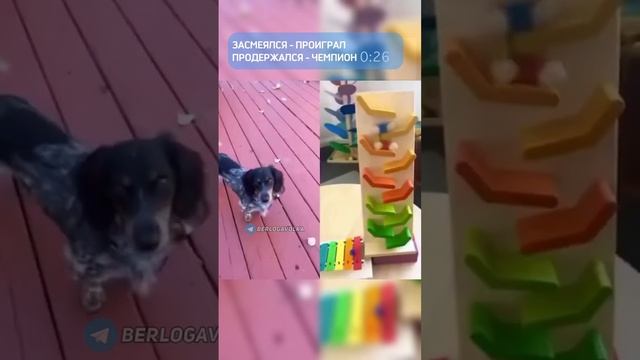 Засмеялся - проиграл!))) смотреть онлайн