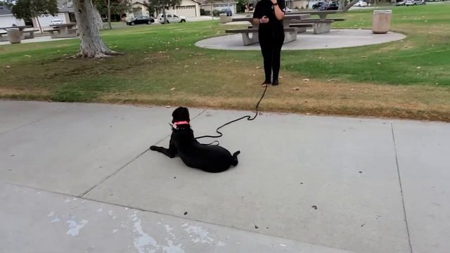Pit Bull Training | Luna | Santa Monica, CA смотреть онлайн