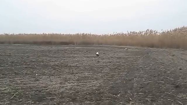 Русские охотничьи спаниели Джек и Дуся работают по зайцу смотреть онлайн