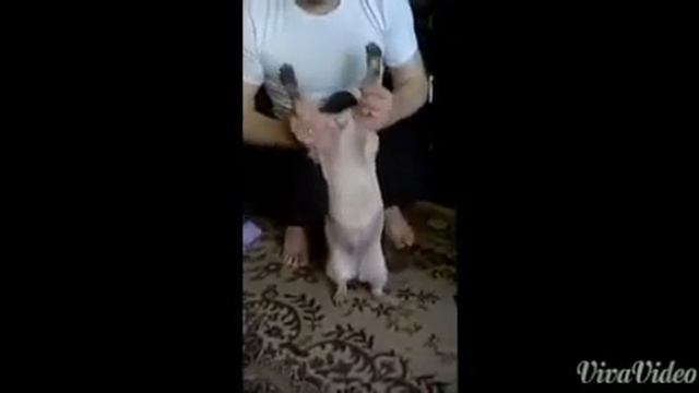 Shery pag. Шери мопс танцует под лезгинку смотреть онлайн