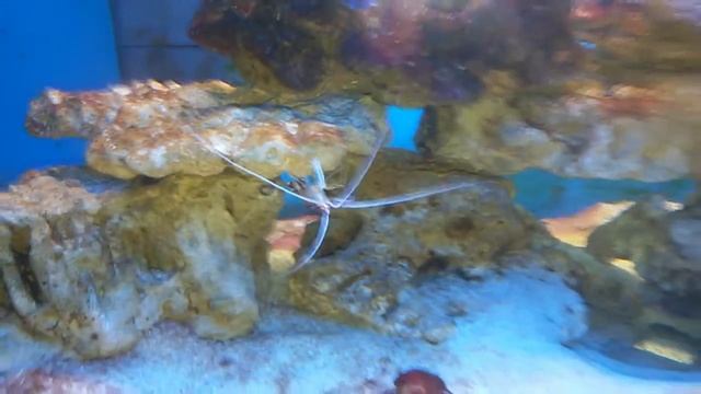 морской аквариум для начинающих часть 2 смотреть онлайн