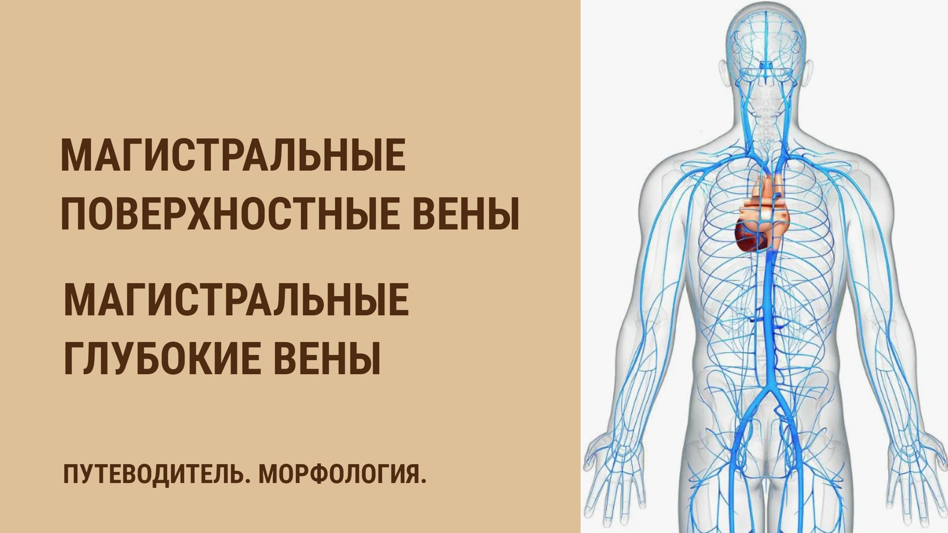 Магистральные поверхностные вены. Магистральные глубокие вены