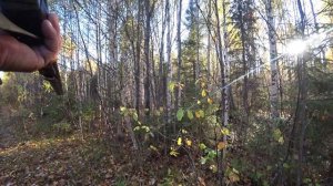 охота с русской гончей в Архангельской области. 26.09.22 г.