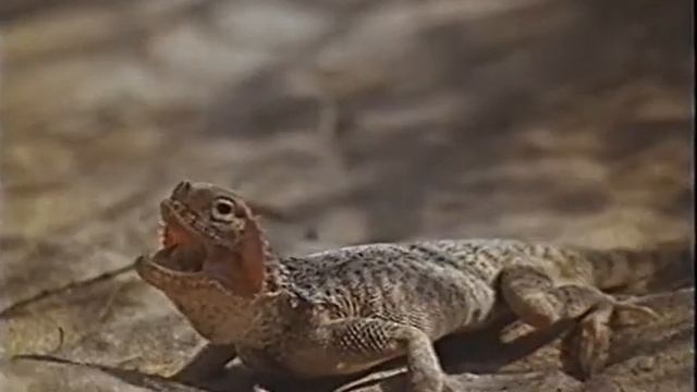 05 Ящерица без хвоста смотреть онлайн