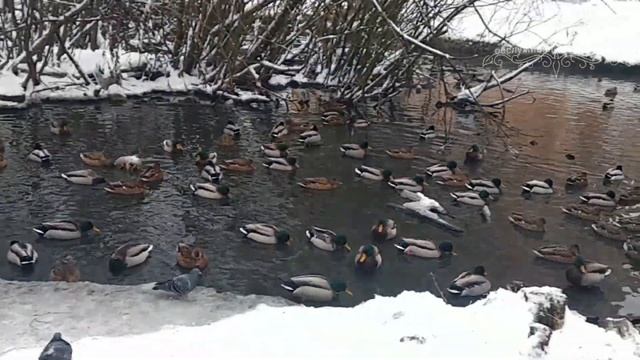 Экскурсия по водоемам г. Лобня смотреть онлайн