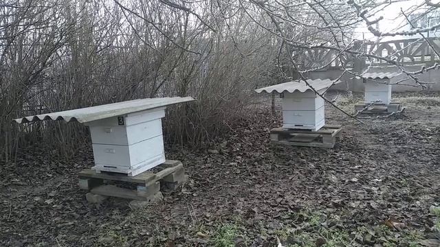 Важная информация касающаяся масла полыни и планы обработок моей пасеки на 2021-й год. смотреть онлайн