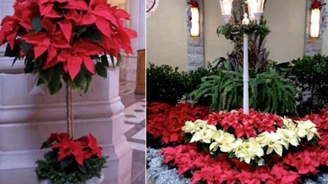 ПУАНСЕТТИЯ СИМВОЛ РОЖДЕСТВА смотреть онлайн