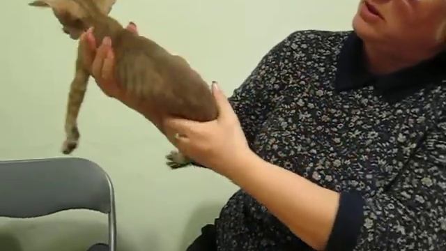 Eastern Family's Tammy. Актировка смотреть онлайн