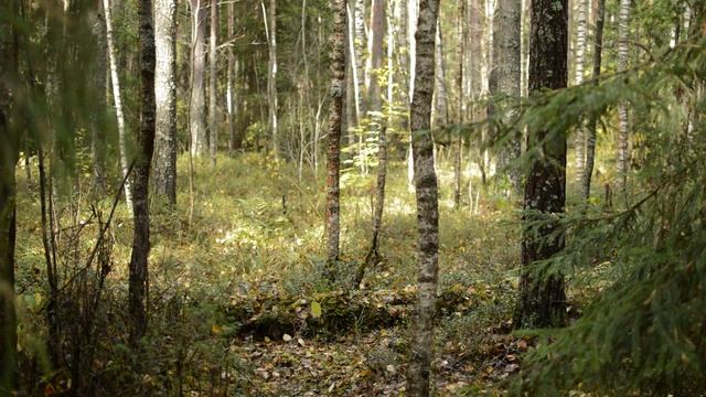 Лесная тишина