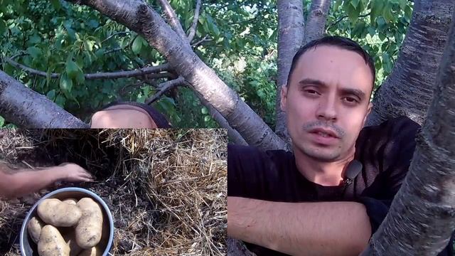 Выращивание крупного картофетя тонкости нюансы секреты смотреть онлайн