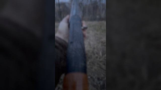 Весенняя охота на вальдшенепа #shorts смотреть онлайн