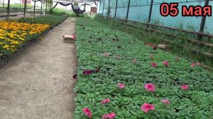 Петуния Хлороз. Желтеют листья у ПЕТУНИИ. Хелат железа 6% + Сульфат магния.