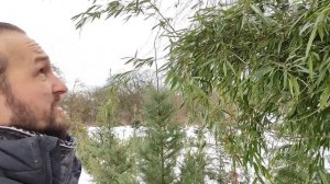 Бамбук в Беларуси, 10 лет опыта в открытом грунте