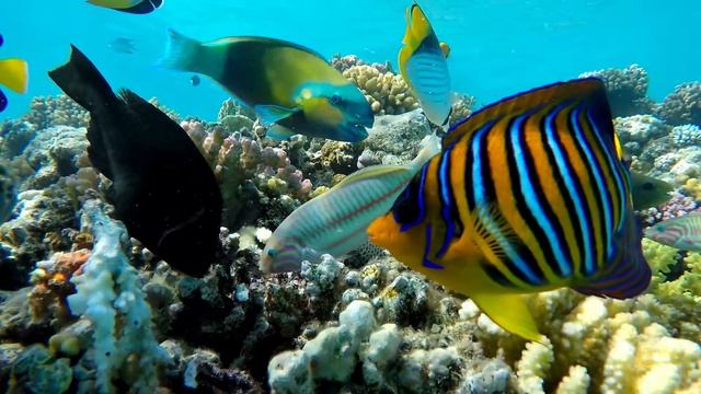 Подводный мир Красное море. (4K) смотреть онлайн