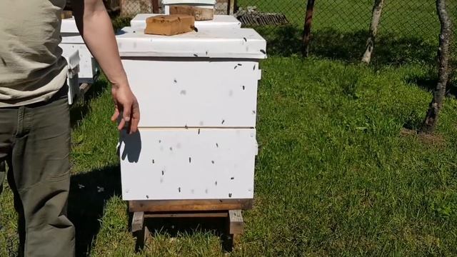 ЛУЧШИЙ ПРОДУКТ КОНЕЧНО ЖЕ МЁД ! смотреть онлайн