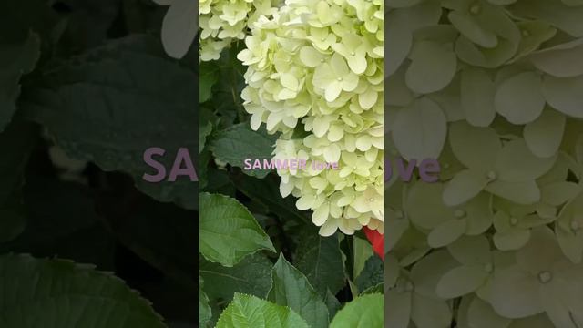 Метельчатая гортензия #SAMMER Love Заказ саженцев:Вотсапп, Вайбер, Телеграмм +7(951)9157532 смотреть онлайн