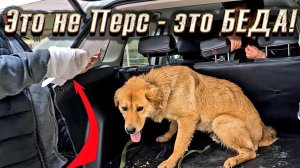 Валеру положили в больницу Персик меня повалил и чуть не покусал